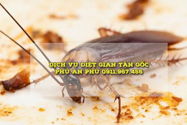 Dịch vụ diệt gián Phú An Phú 